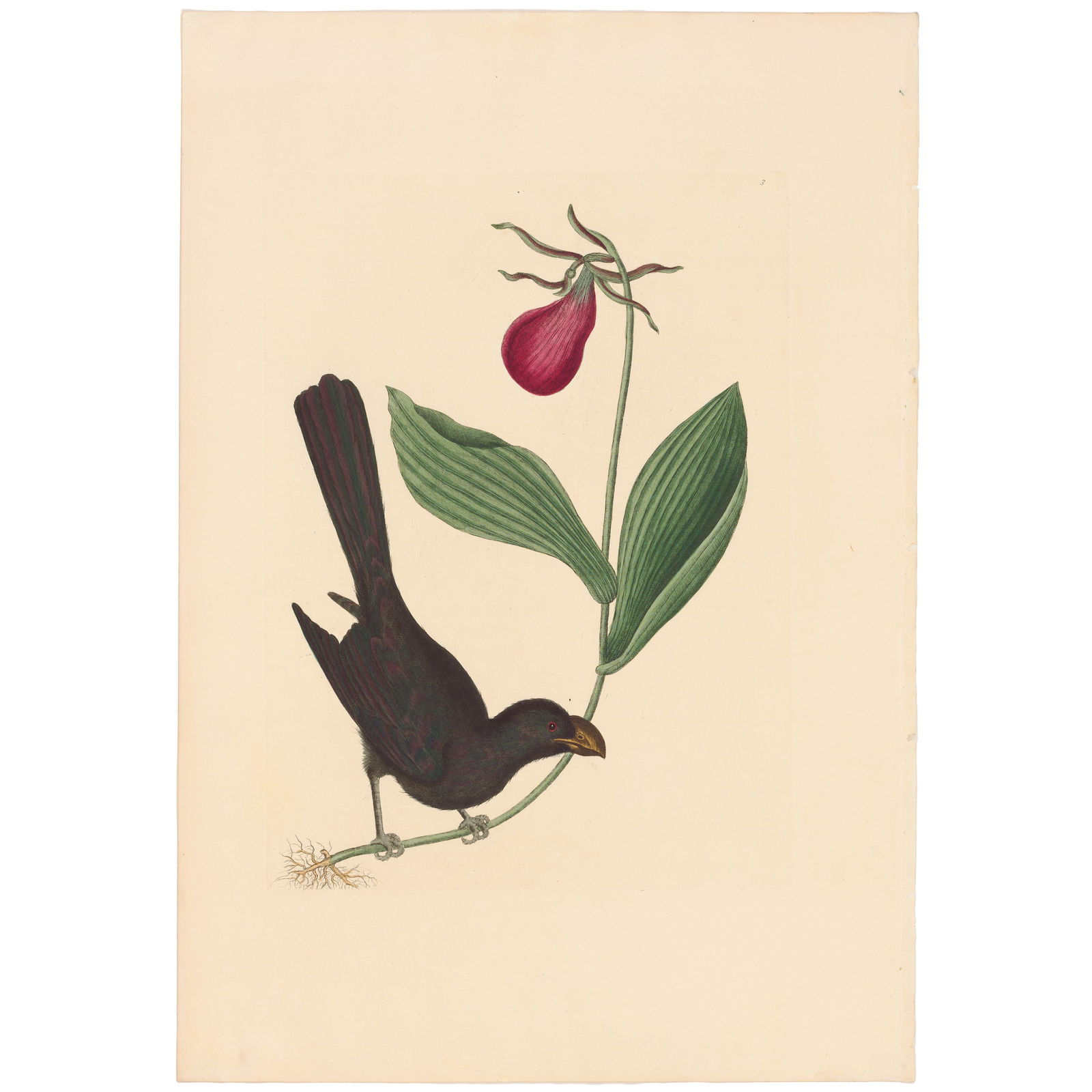 Catesby Natural History of Carolina 1771 Appendix Plate 3 The Razor-billed Blackbird of Jamaica: Appendix Plate 3 The Razor-billed Blackbird of Jamaica Mark Catesby The Natural History of Carolina, Florida and the Bahama Islands 1771 Edition Paper Size: 20.75 x 14.25 inches Print Type: Hand-colo