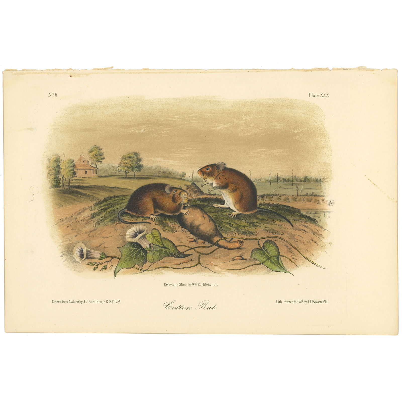 Audubon Quadrupeds Octavo Edition 1849-1854 Plate 30 Cotton Rat (1 of 6)