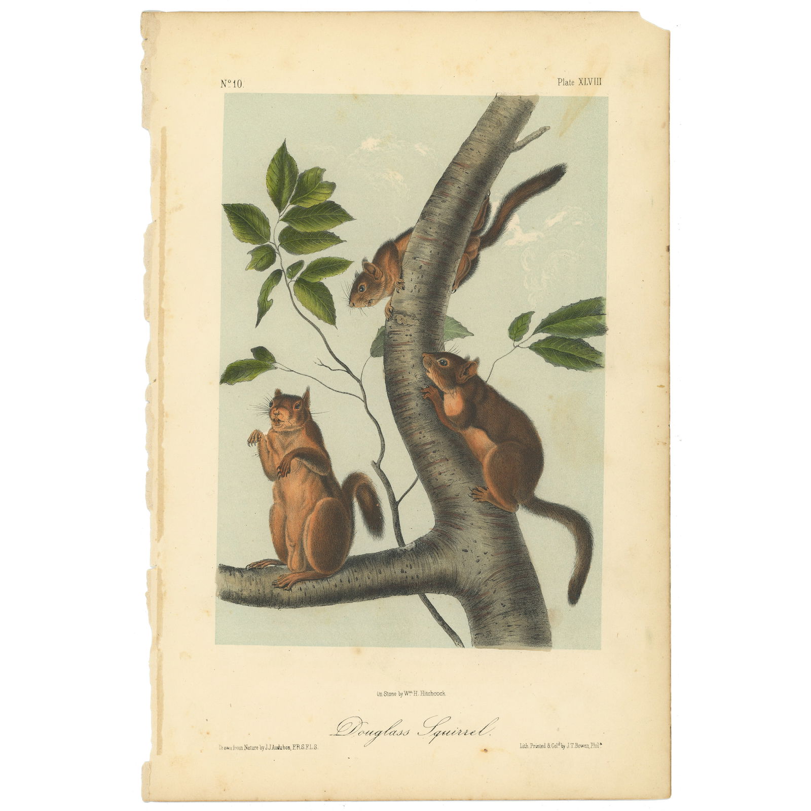 Audubon Quadrupeds Octavo Edition 1849-1854 Plate 48 Douglass Squirrel (1 of 6)