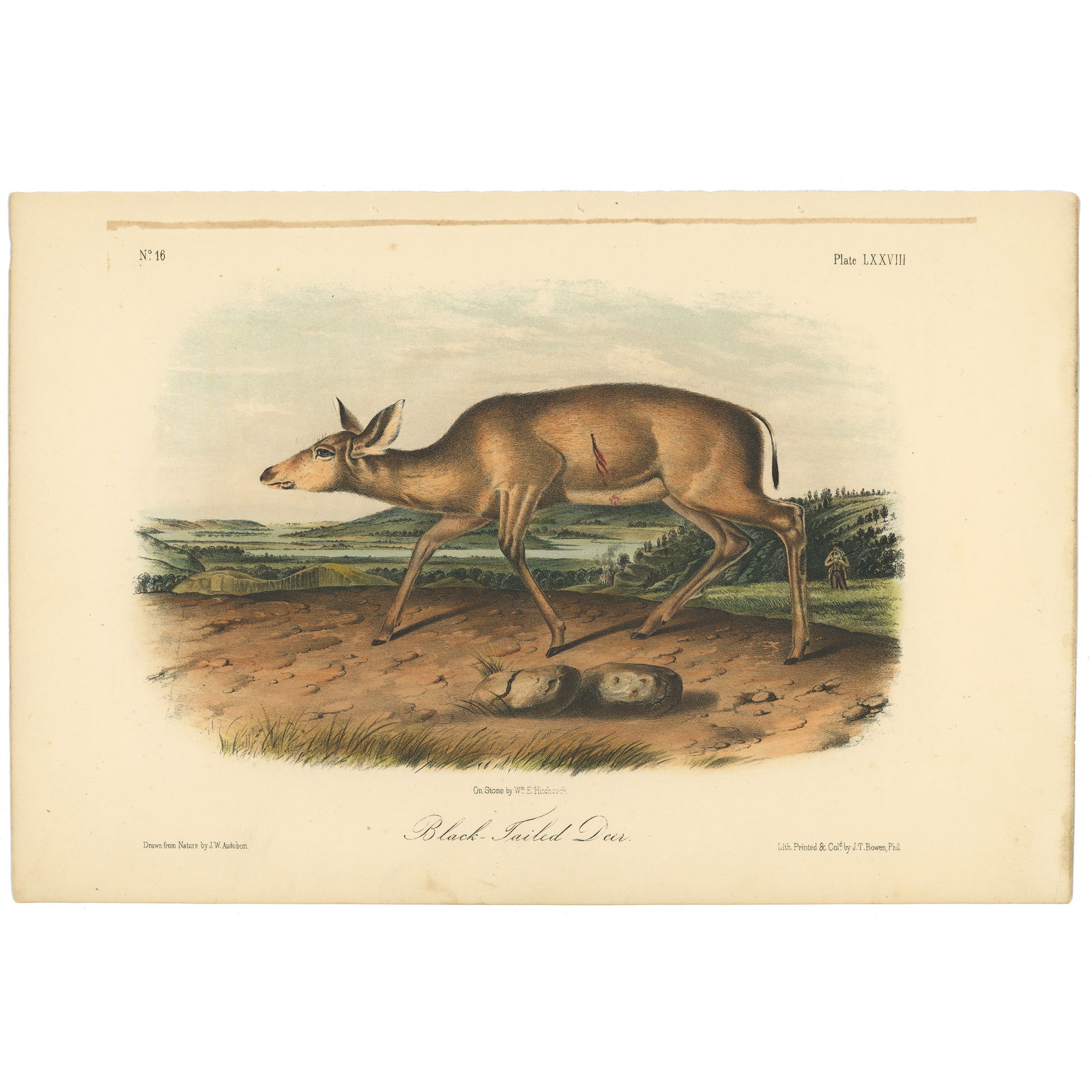 Audubon Quadrupeds Octavo Edition 1849-1854 Plate 78 Black-tailed Deer (1 of 6)