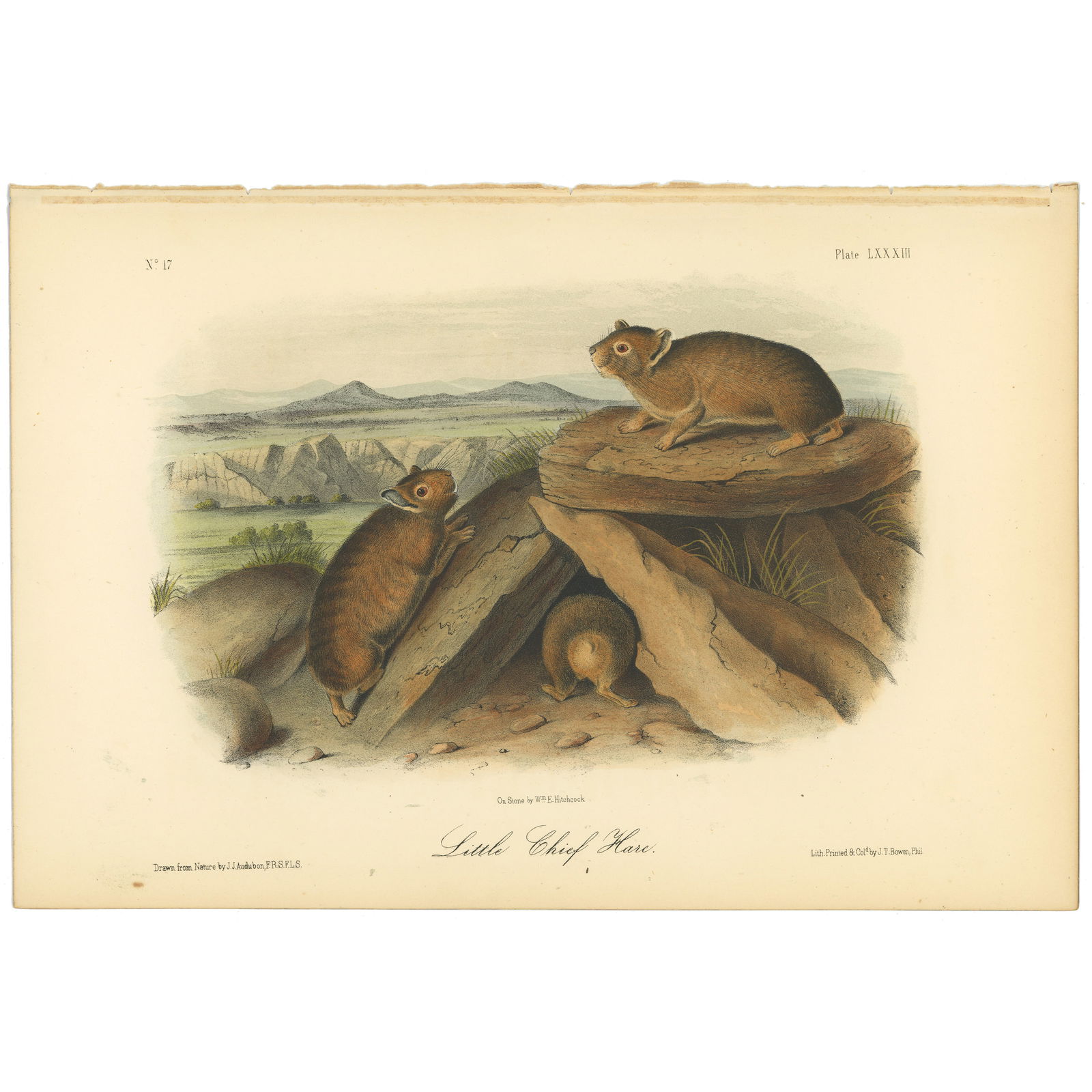 Audubon Quadrupeds Octavo Edition 1849-1854 Plate 83 Little Chief Hare (1 of 6)