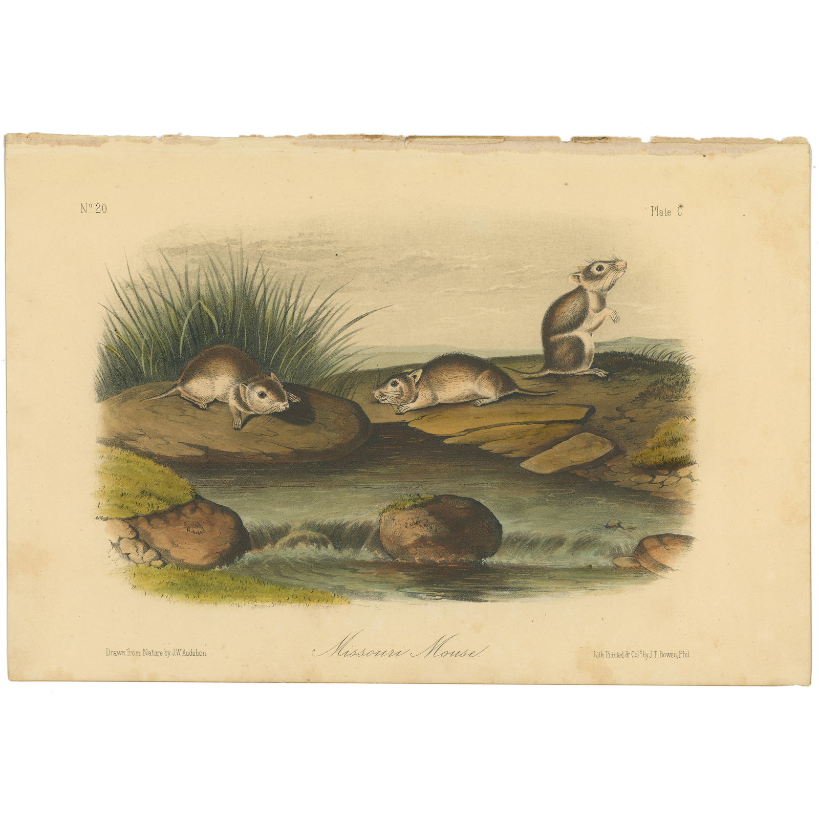 Audubon Quadrupeds Octavo Edition 1849-1854 Plate 100 Missouri Mouse (1 of 6)