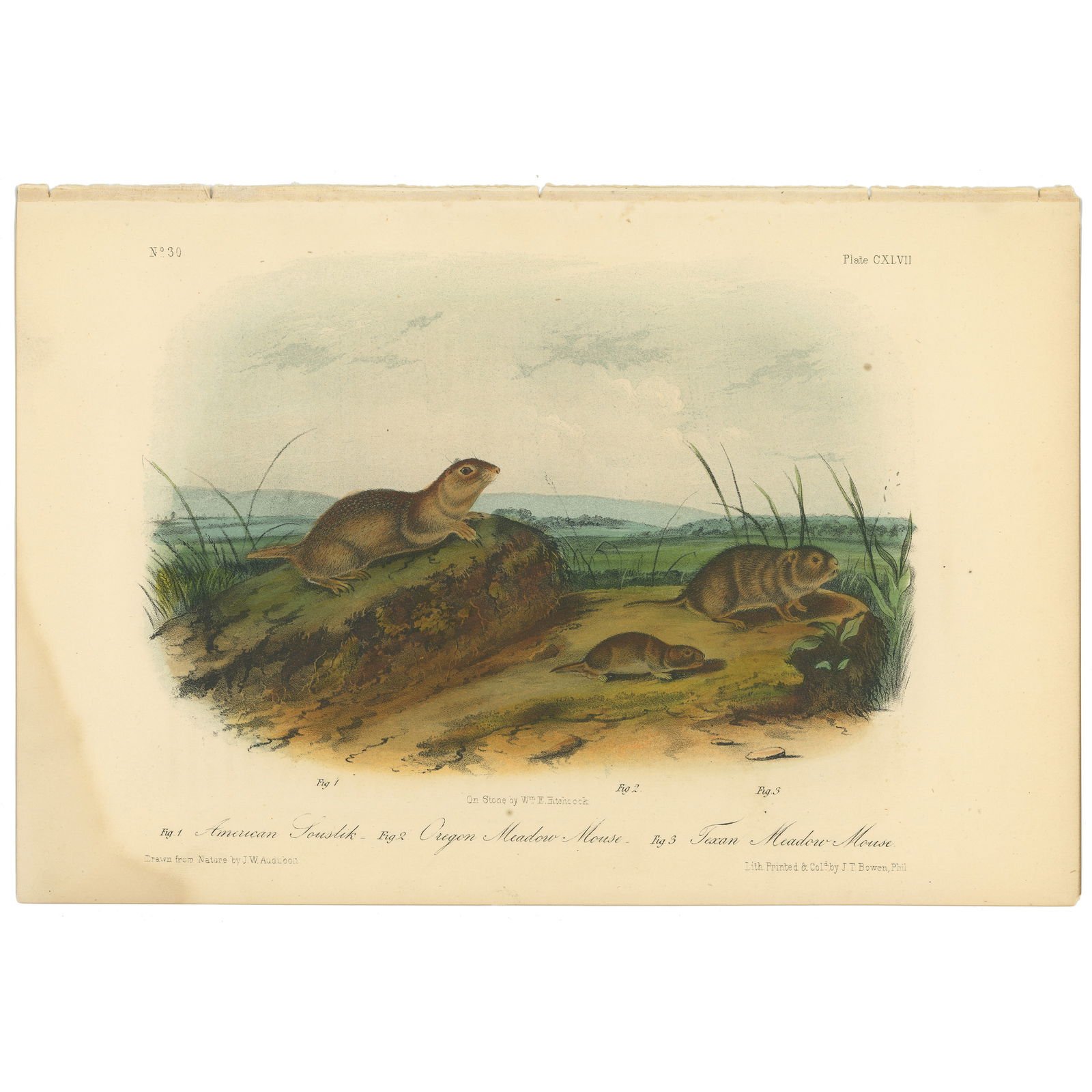 Audubon Quadrupeds Octavo Edition 1849-1854 Plate 147 American Souslik - Oregon Meadow Mouse - Texan (1 of 6)