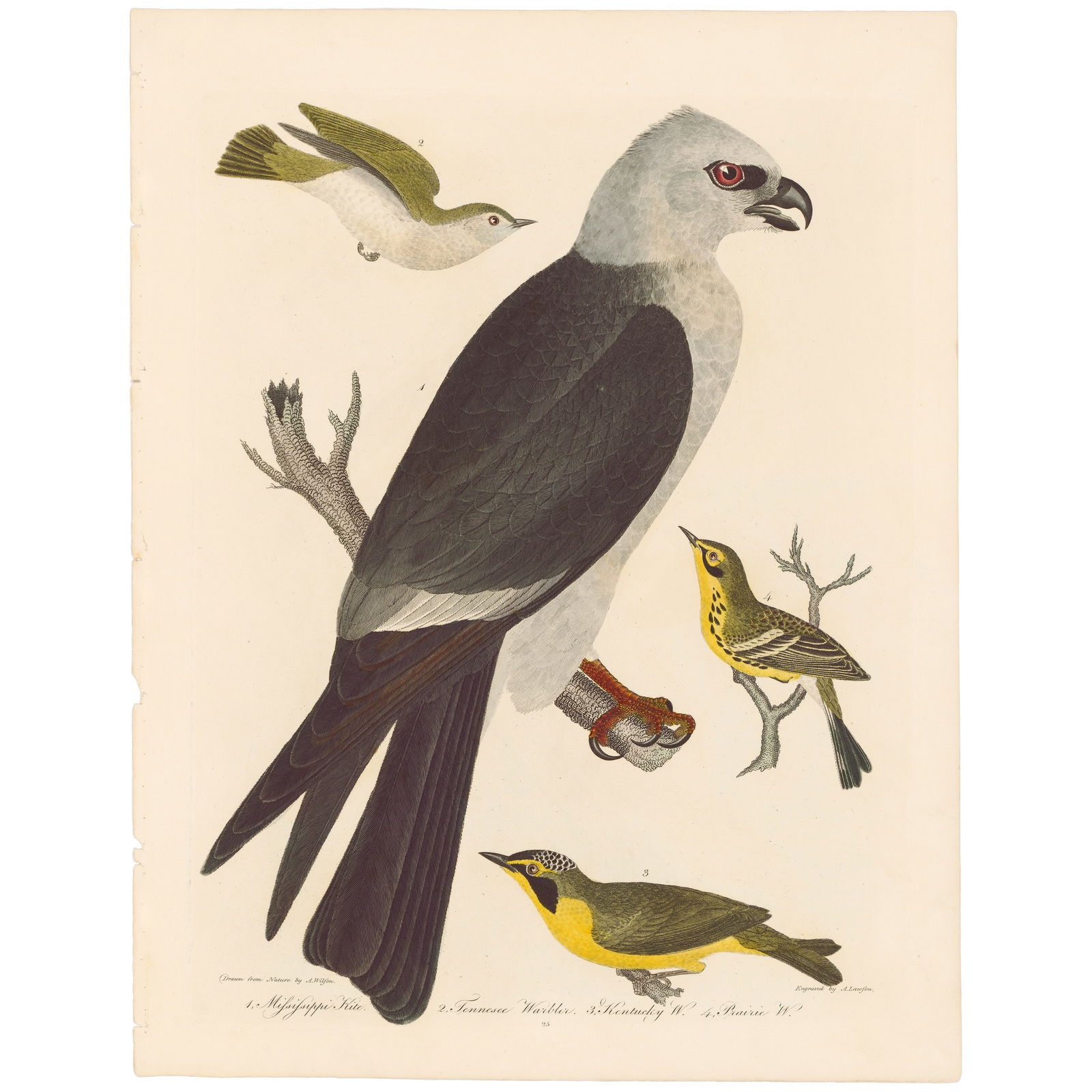 Wilson American Ornithology 1808-1814 Plate 25 Mississippi Kite; Tennessee Warbler; Kentucky W.; Pra (1 of 6)