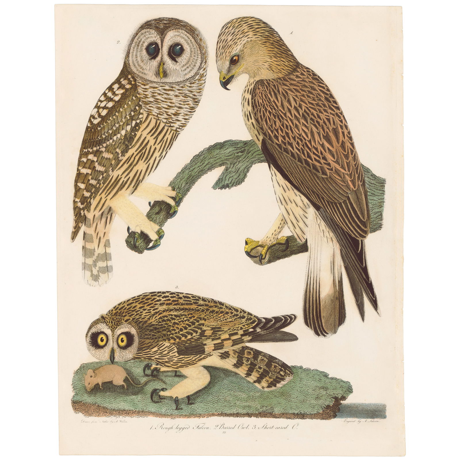 Wilson American Ornithology 1808-1814 Plate 33 Rough-legged Falcon; Barred Owl; Short-eared O. (1 of 6)