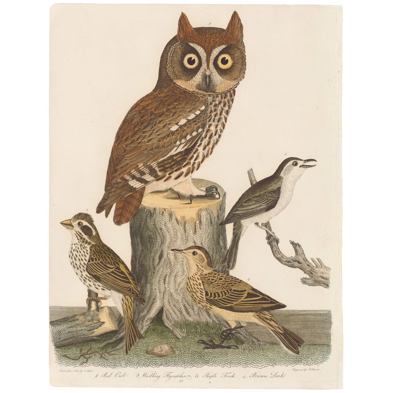 Wilson American Ornithology 1808-1814 Plate 42 Red Owl; Warbling Flycatcher; Purple Finch; Brown Lar (1 of 6)