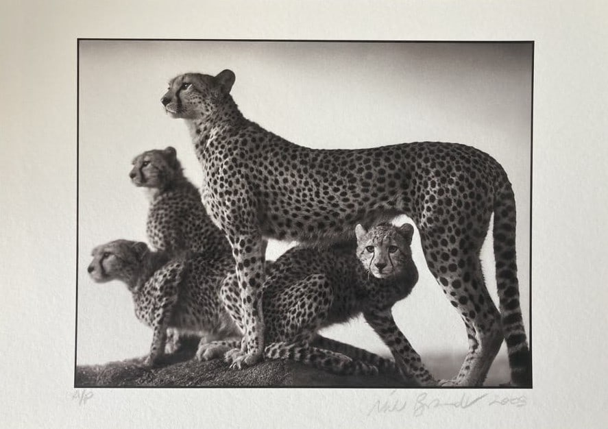 Nick Brandt (1964-), Cheetahs, 2003 (1 of 1)