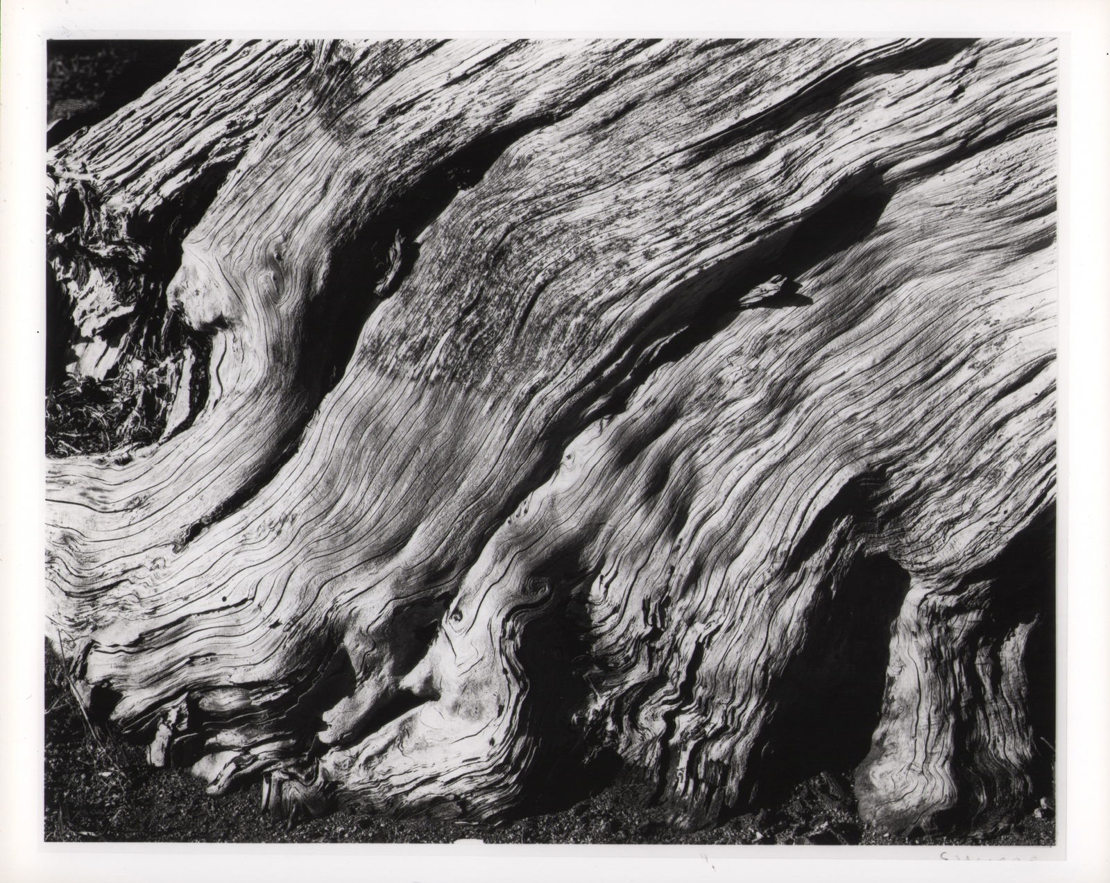 Edward Weston (1886-1958), Flaming Cypress at Point Lobos, 1929 (1 of 2)