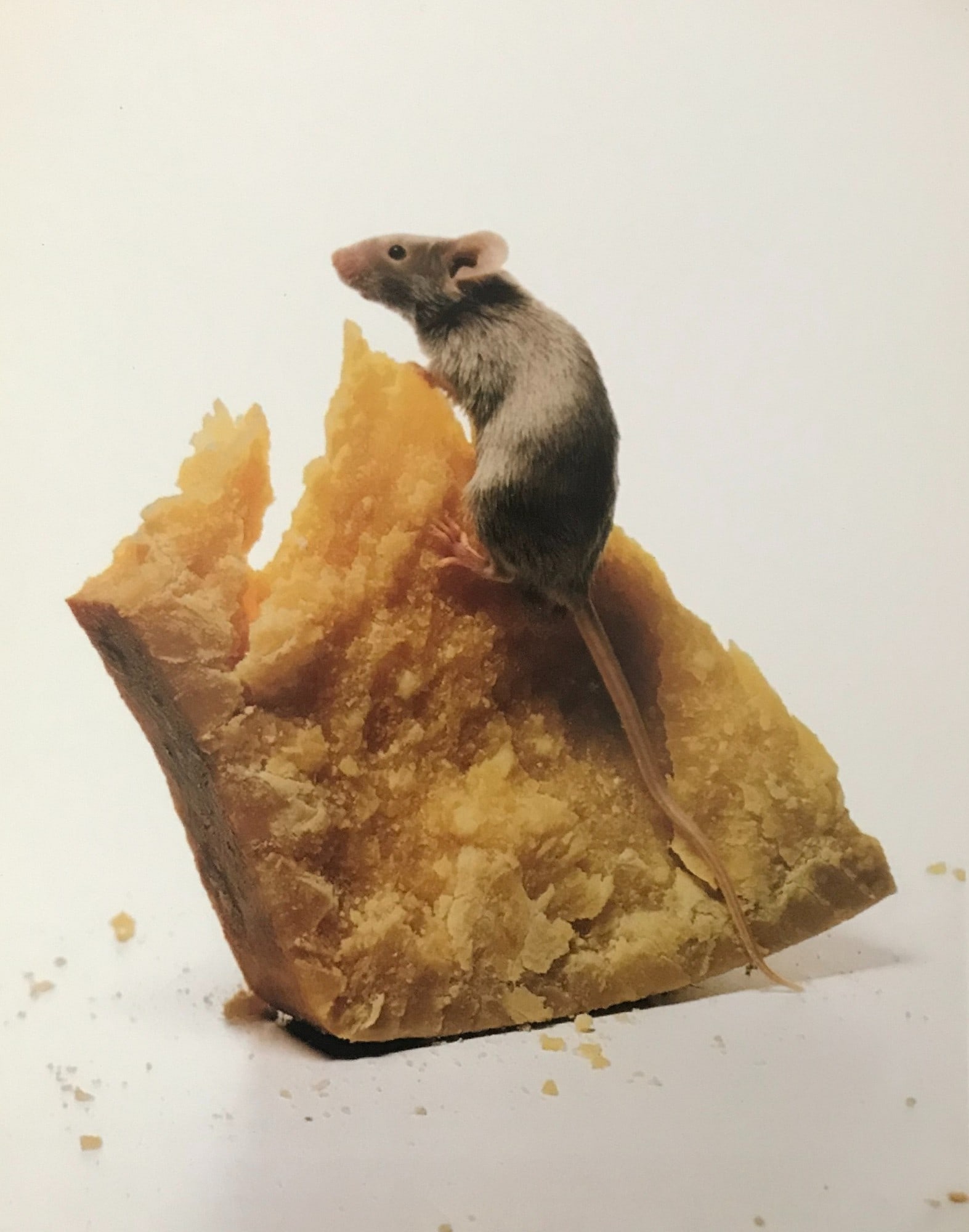 Irving Penn, "The Big Cheese", 1997 (1 of 2)