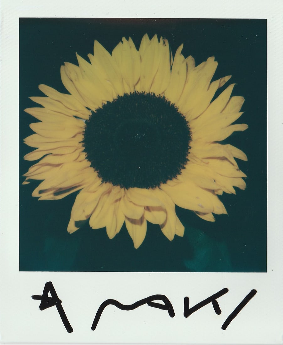 Nobuyoshi Araki, "Sunflower", Polaroid, 2000s (1 of 2)