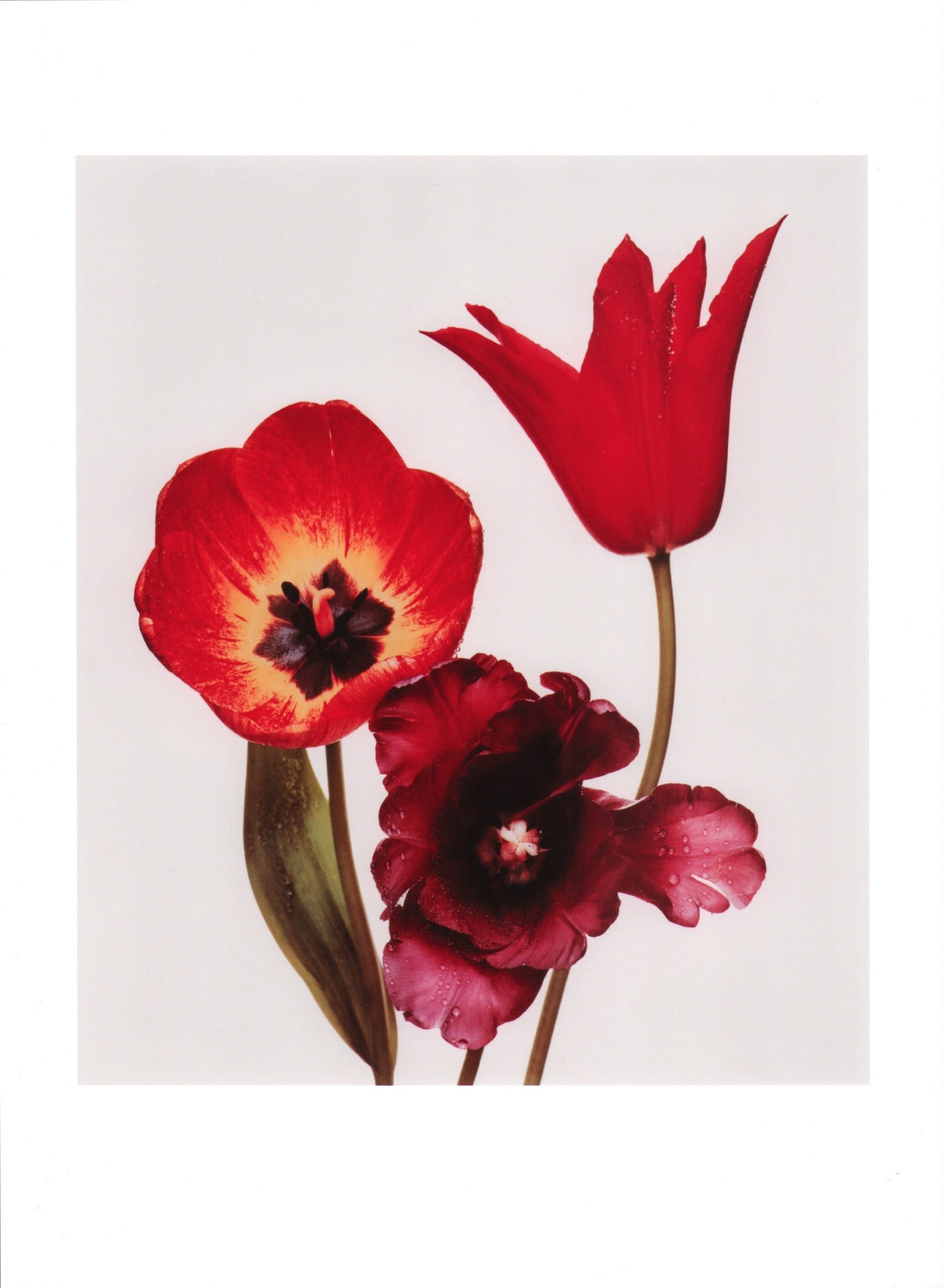Irving Penn, "Tulips (Vogue), New York", 1967: Irving Penn (1917-2009), "Tulips (Vogue), New York", 1967, colour publication print, approximately 30 × 40 cm, printed later. The verso bears the Photo by PENN stamp with the notations All Rights