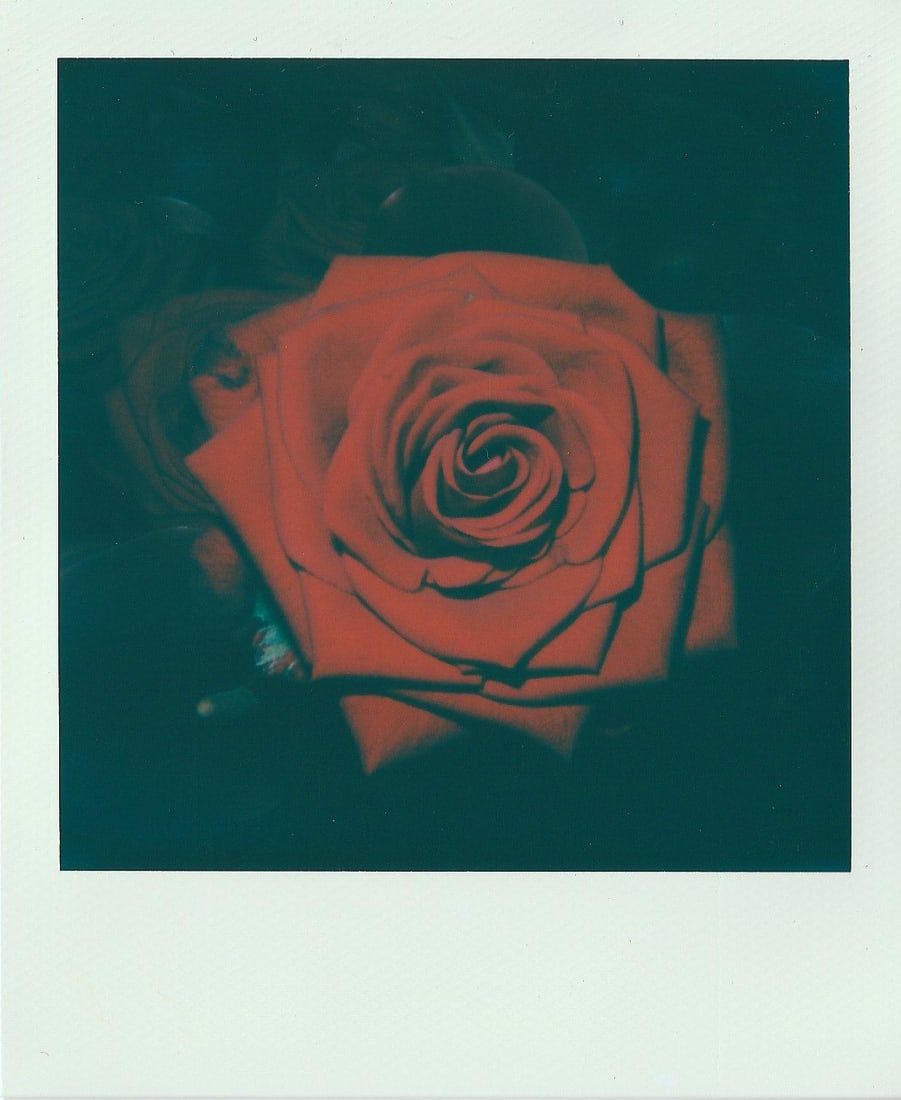 Nobuyoshi Araki, "Red Rose", Polaroid (1 of 2)