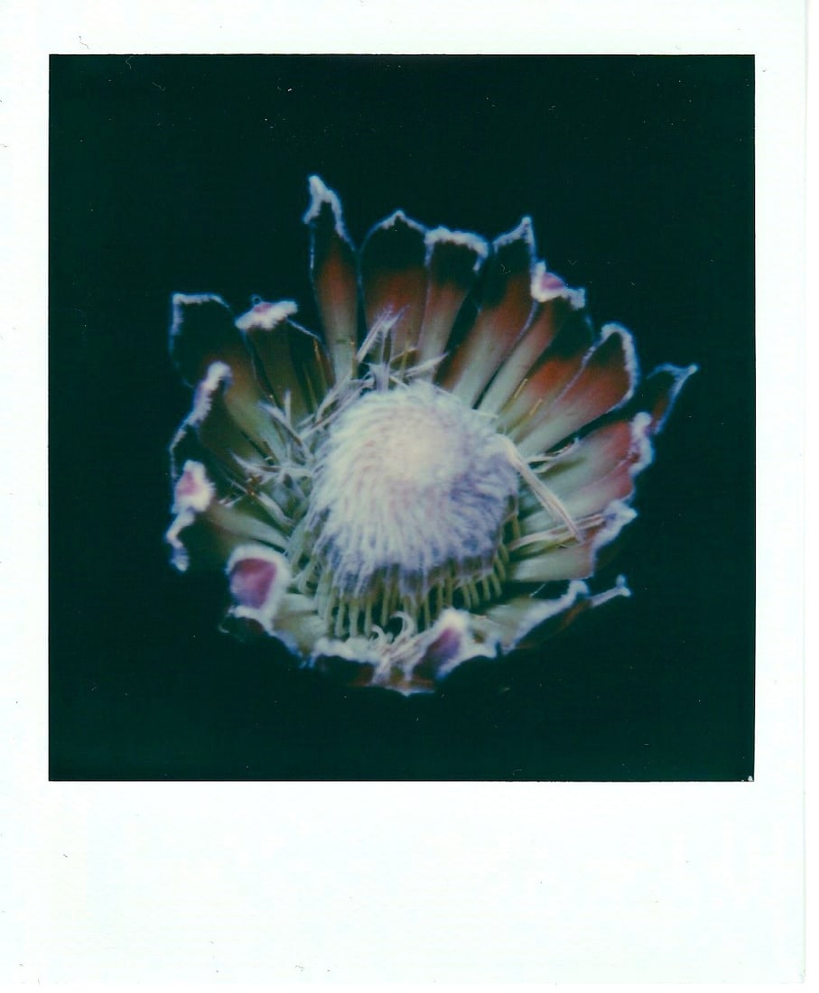 Nobuyoshi Araki, "Big Pink Flower", Polaroid (1 of 1)
