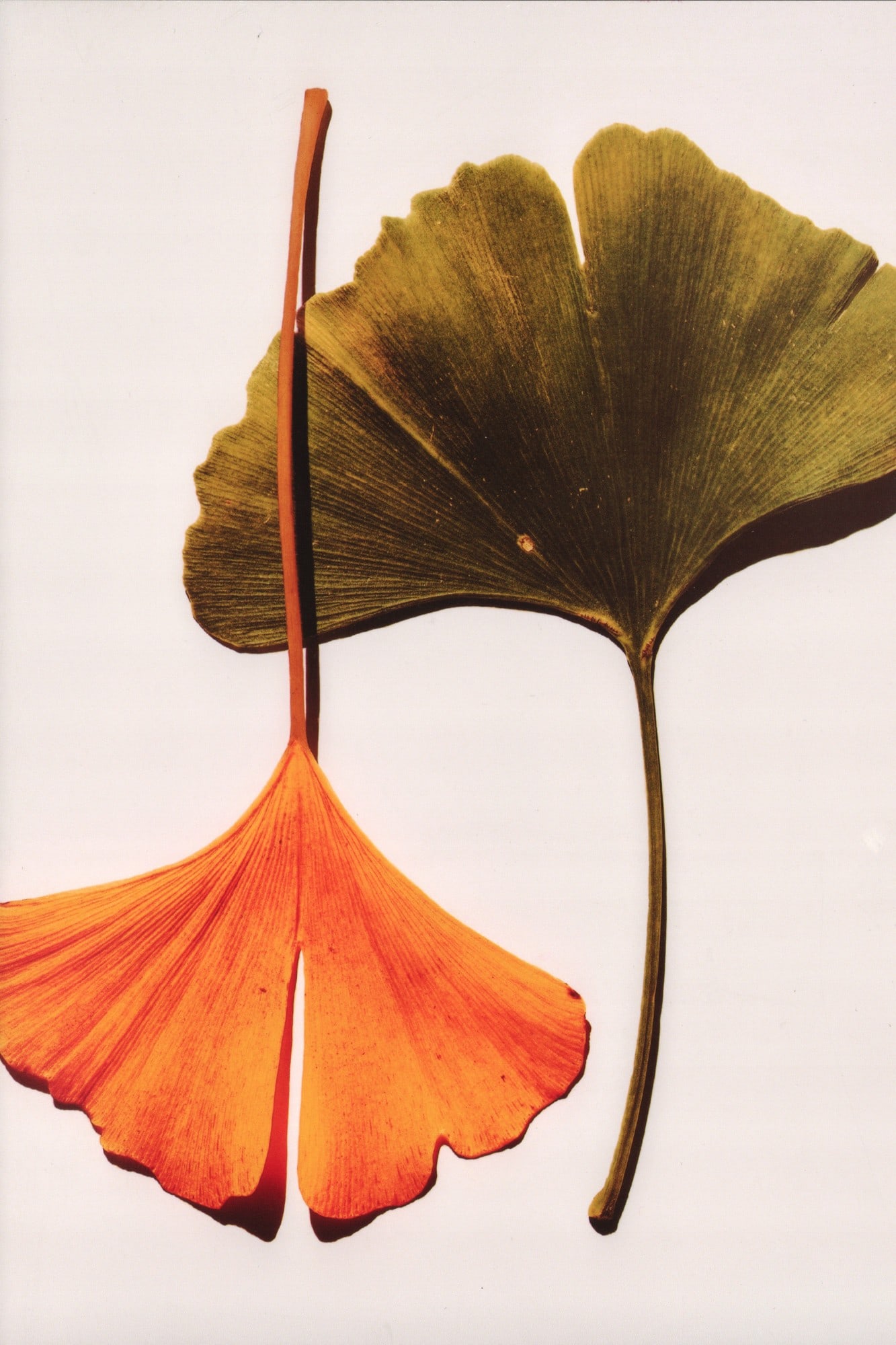 Irving Penn, "Ginkgo Leaves, New York", 1990 (1 of 2)