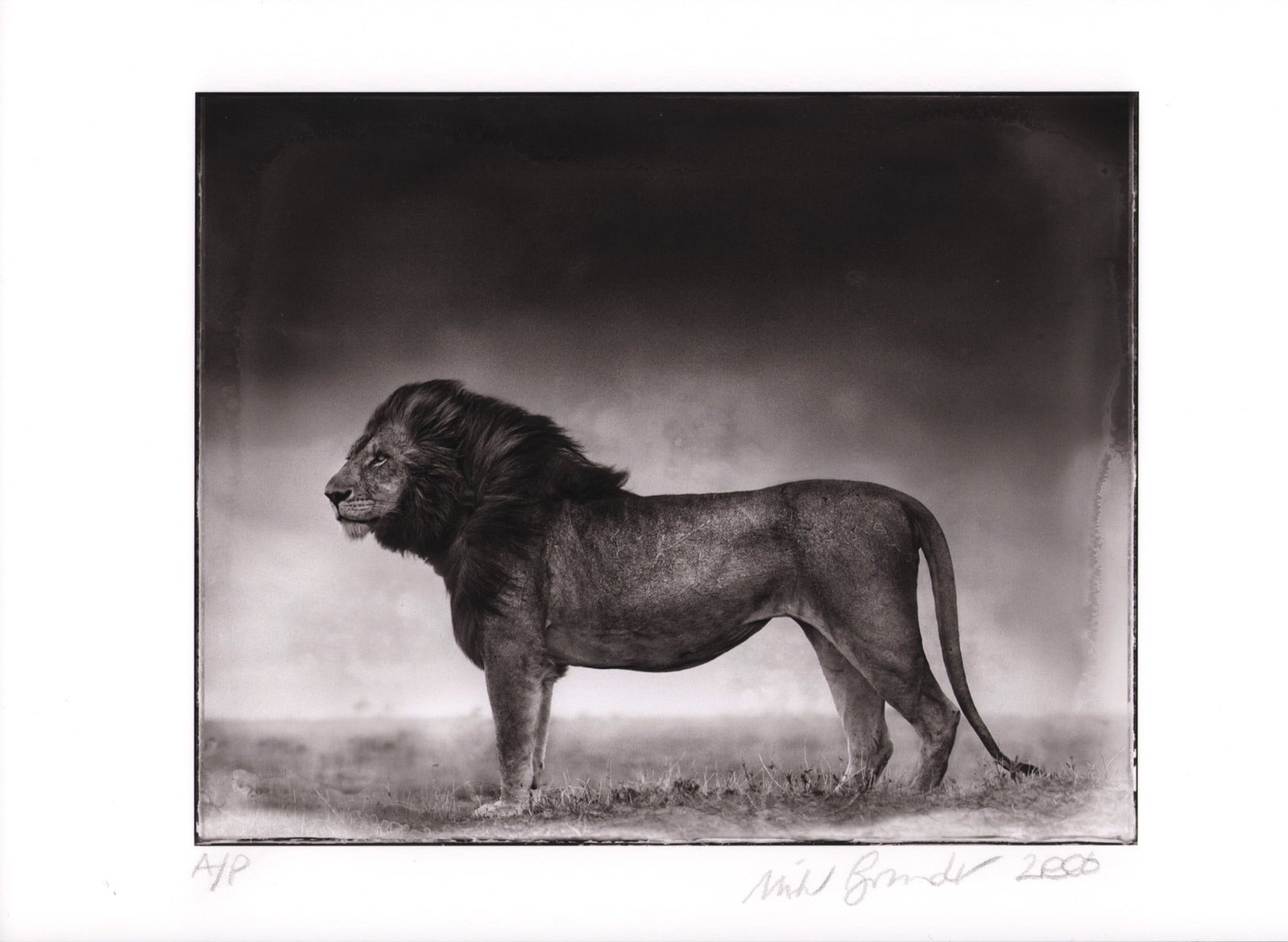 Nick Brandt, "Lion", 2006 (1 of 2)