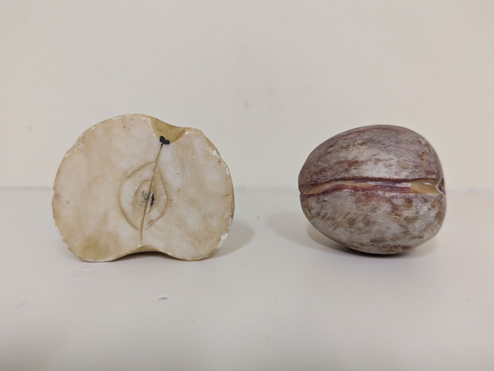 Stone Fruit, Apple or Pear Slice and Possible Plum (2 Pcs.) (1 of 3)