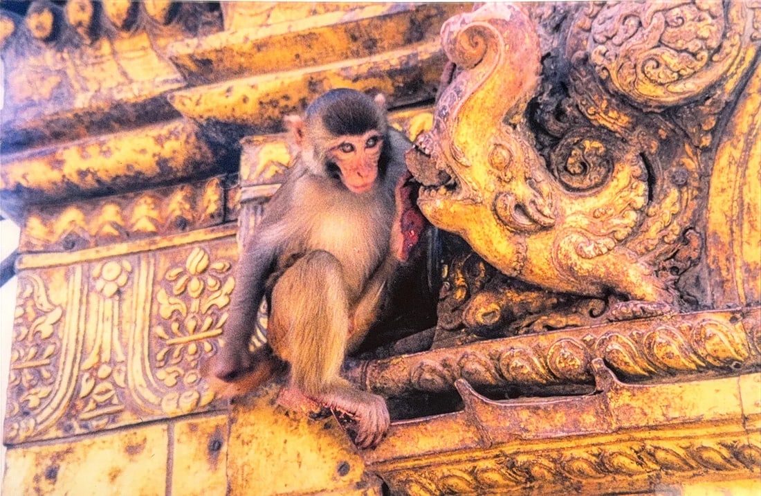 Monkey in Italy', Italian Photograph Art: Real Photographs. This captivating photograph, "Monkey in Italy", transports you to the tranquil heart of Italian heritage, culture, and sculptures, bathed in the soft glow of a hidden sun. Inspired b