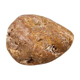Dinosaur Coprolite Fossil