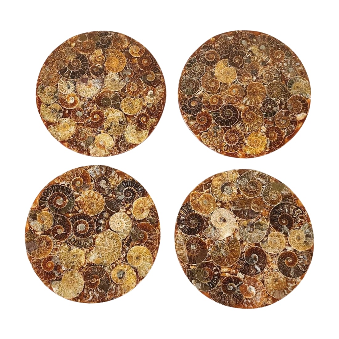 Set of 4 Fossil Ammonite Discs: Set of four polished fossil ammonite discs or coasters. Each showcases intricate patterns of ancient ammonite shells in earthy hues, set in a circular form. Measure 4 5/8" diameter.