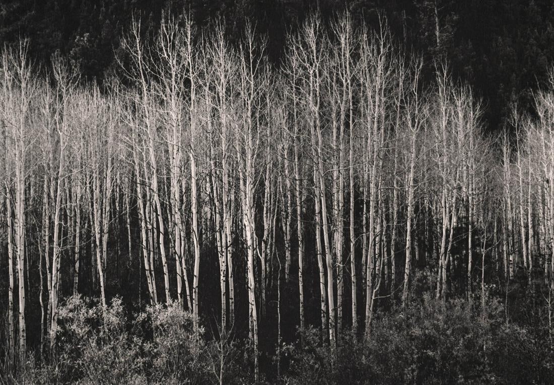 Ansel Adams (American, 1902-1984) Aspens, Autumn, "1937" Print (1 of 1)