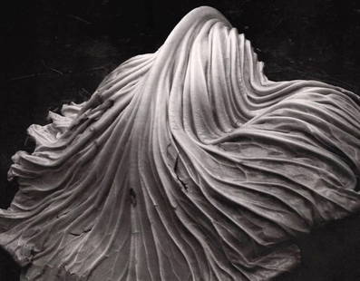 Edward Weston (American, 1886-1958) Print: Edward Weston (American, 1886-1958) Print. Cabbage Leaf, "1931". Printed in 1975. 5.00 x 6.00 inches. Please be aware that all lots in our auctions are sold "AS IS," in accordance with the Terms & Con