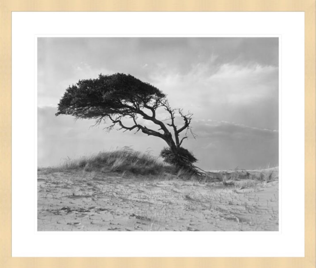 Hugh Morton (American, 1921-2006) Print: Hugh Morton (American, 1921-2006) Print. Live Oak, Outer Banks, North Carolina, "1967". 21.00 x 17.00 (sight), 27.50 x 23.50 (framed) inches. Please be aware that all lots in our auctions are sold "AS