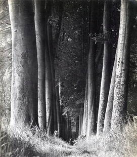 Man Ray (American, 1890-1976) Print: Man Ray (American, 1890-1976) Print. Woods, 1934. Printed in 1934, France. 8.00 x 9.50 inches. Please be aware that all lots in our auctions are sold "AS IS," in accordance with the Terms & Conditions