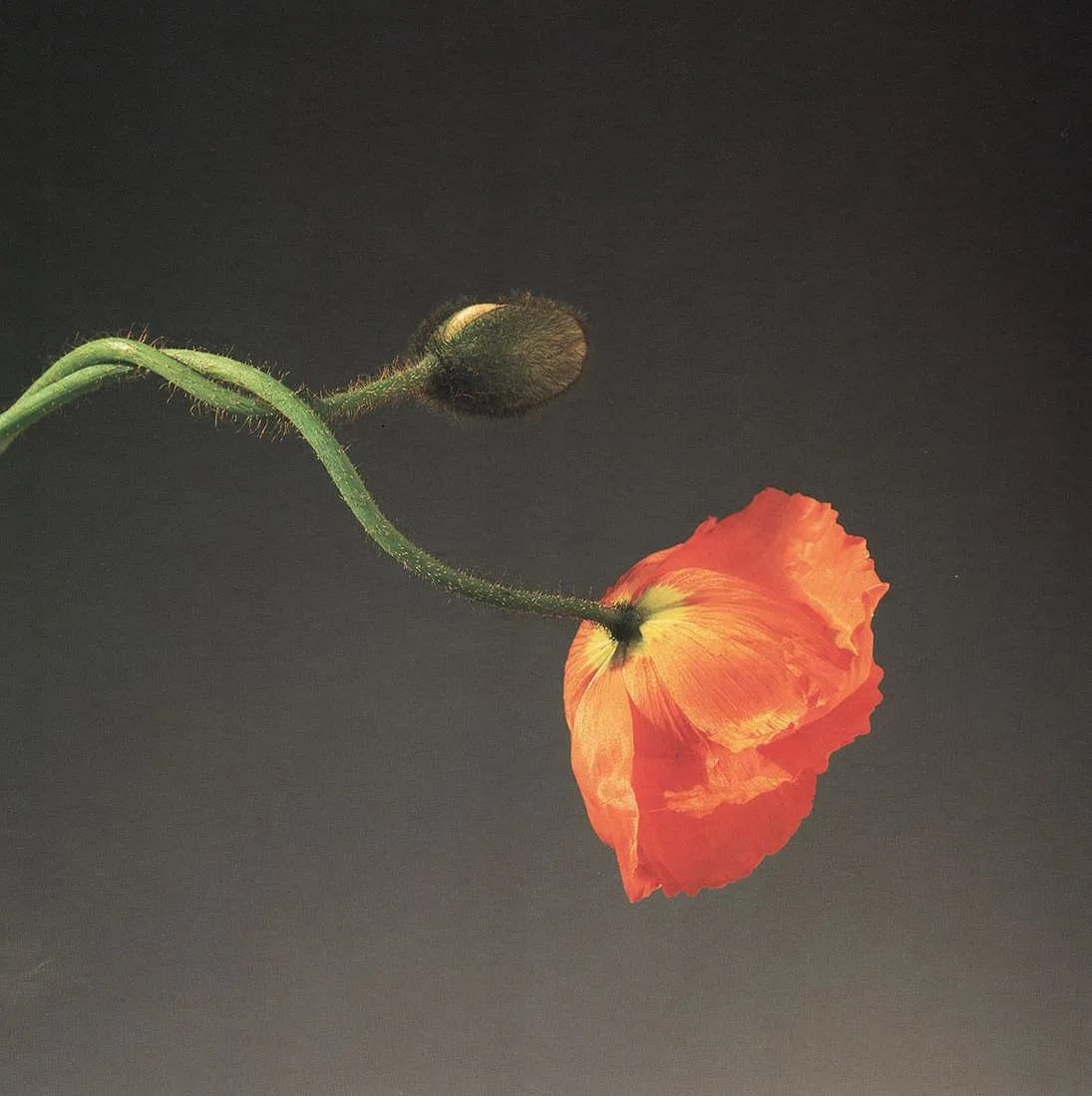 Robert Mapplethorpe (American, 1946-1989) Print: Robert Mapplethorpe (American, 1946-1989). Poppy, "1988" Print. 8.00 x 8.00 inches. Printed in 1990s, Italy. Please be aware that all lots in our auctions are sold "AS IS," in accordance with the Term