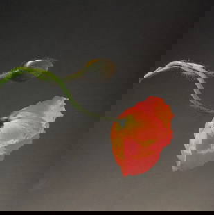 Robert Mapplethorpe (American, 1946-1989) Print: Robert Mapplethorpe (American, 1946-1989). Poppy, "1988" Print. 8.00 x 8.00 inches. Printed in 1990s, Italy. Please be aware that all lots in our auctions are sold "AS IS," in accordance with the Term