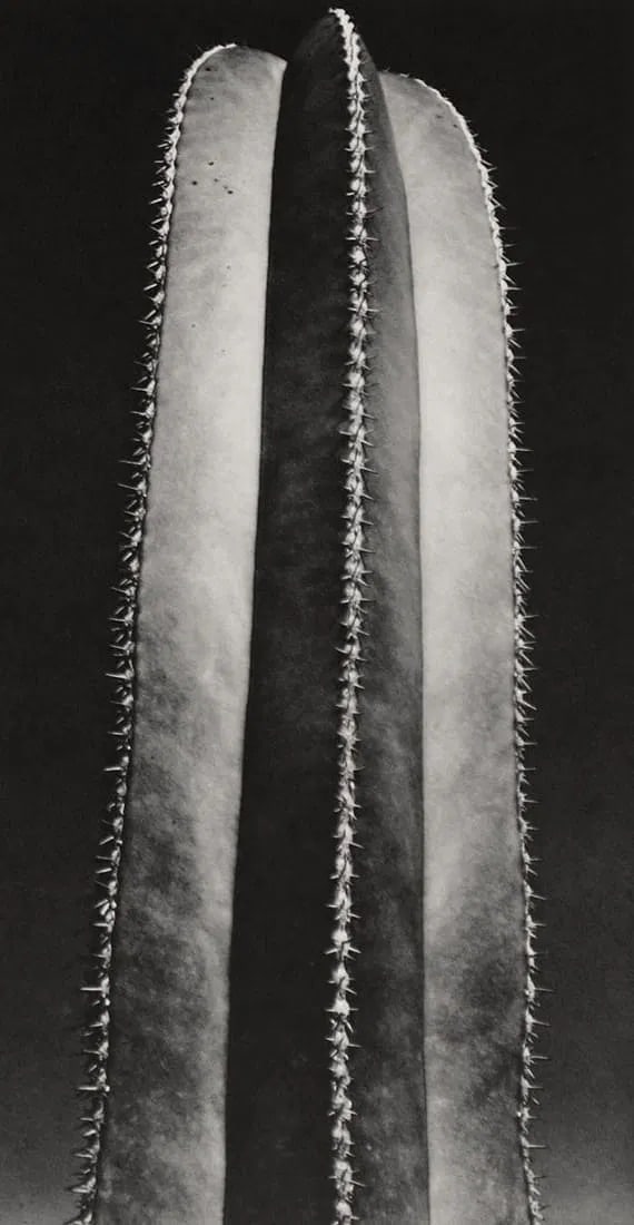 Brett Weston (American, 1911-1993) Print: Brett Weston (American, 1911-1993) Print. Cactus, "1933". Printed in the early 1970's, Switzerland. 8.50 x 5.00 inches. Please be aware that all lots in our auctions are sold "AS IS," in accordance wi