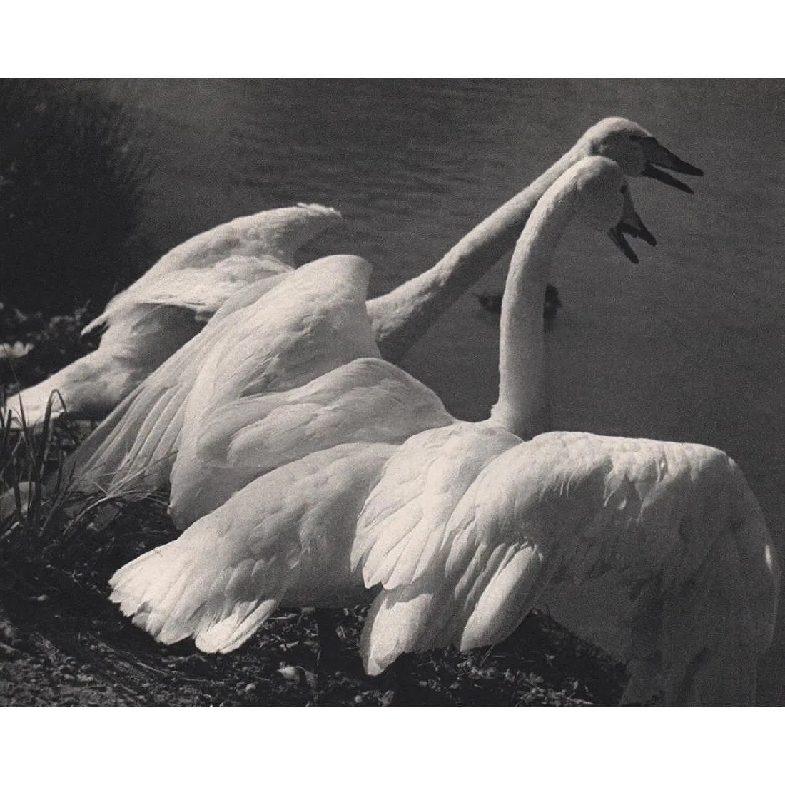 Ylla (French, 1911-1955) Print (1 of 1)