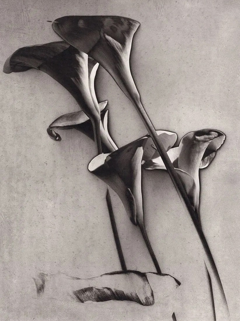 Man Ray (American, 1890-1976) Print: Man Ray (American, 1890-1976) Print. Les Arums, "1930". Printed in 1980s, Germany. 9.00 x 7.00 inches. Please be aware that all lots in our auctions are sold "AS IS," in accordance with the Terms & Co