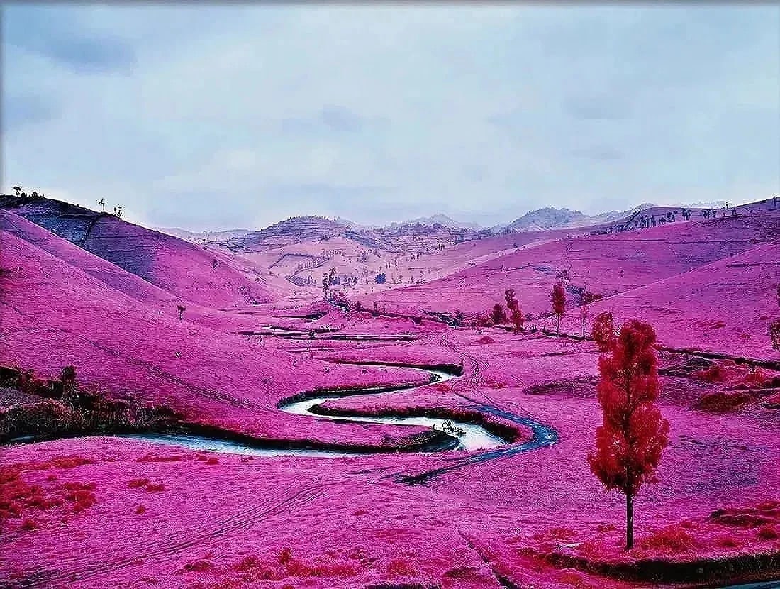 Richard Mosse (Irish, b. 1980) Print (1 of 5)