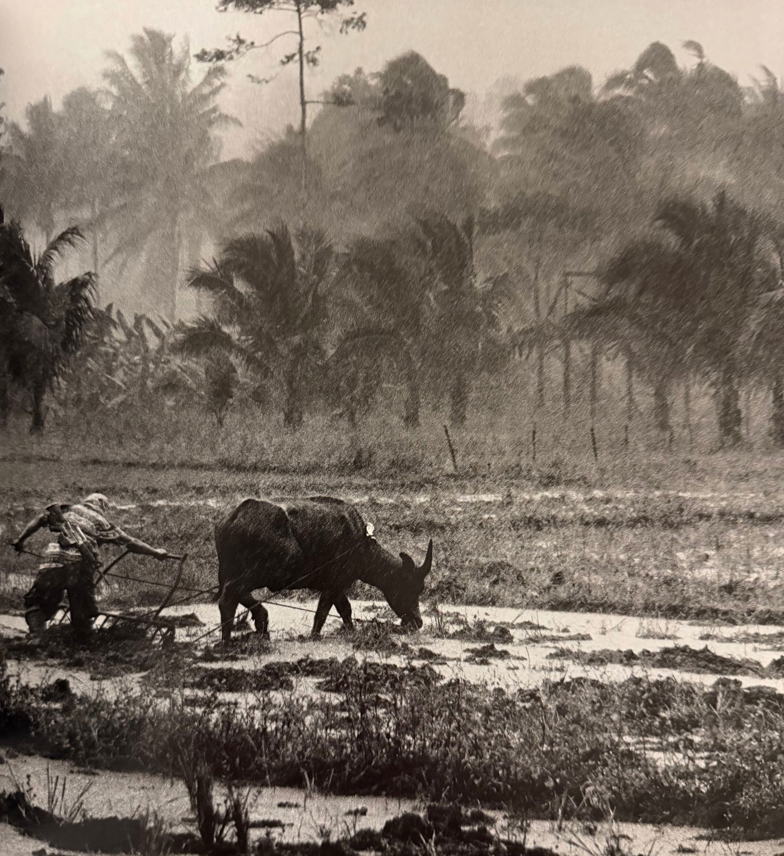 Sebastiao Salgado (Brazilian, 1944-2025) Print: Sebastiao Salgado (Brazilian, 1944-2025) Print. Untitled. Printed in 2000, USA. Please be aware that all lots in our auctions are sold "AS IS," in accordance with the Terms & Conditions of the Auction