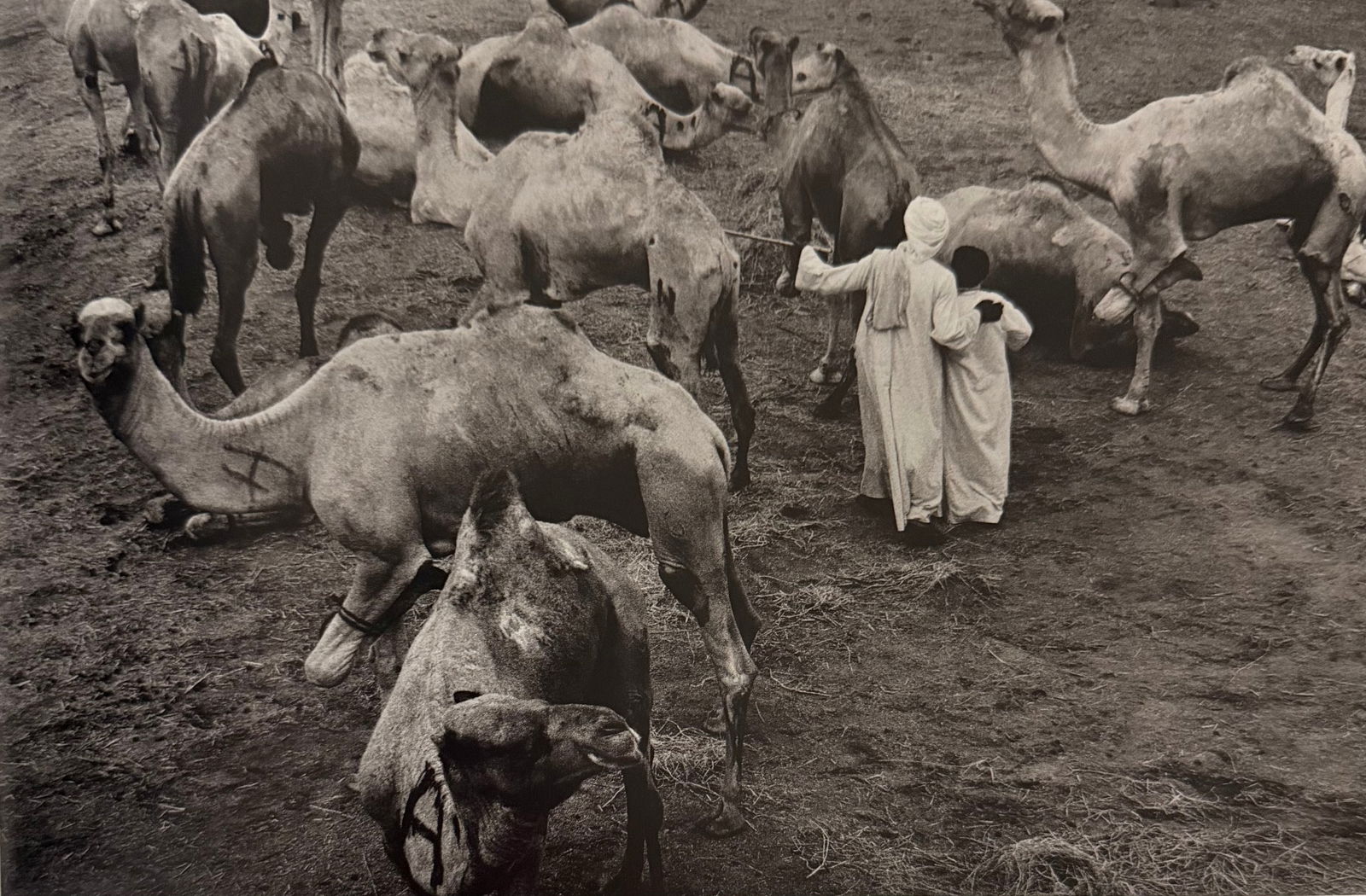 Sebastiao Salgado (Brazilian, 1944-2025) Print: Sebastiao Salgado (Brazilian, 1944-2025) Print. Untitled. Printed in 2000, USA. Please be aware that all lots in our auctions are sold "AS IS," in accordance with the Terms & Conditions of the Auction
