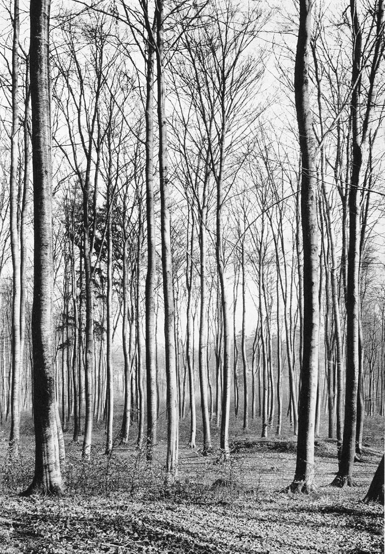 Heinz Straeter Print: Heinz Straeter Print. Trees, Germany. Printed in 1972, Switzerland. 7.00 x 9.00 inches. Please be aware that all lots in our auctions are sold "AS IS," in accordance with the Terms & Conditions of the