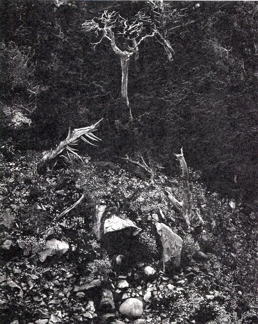 Edward Weston (American, 1886-1958) Print: Edward Weston (American, 1886-1958) Print. Point Lobos, California. Printed in 1964, Netherlands. 6.00 x 8.00 inches. Please be aware that all lots in our auctions are sold "AS IS," in accordance with