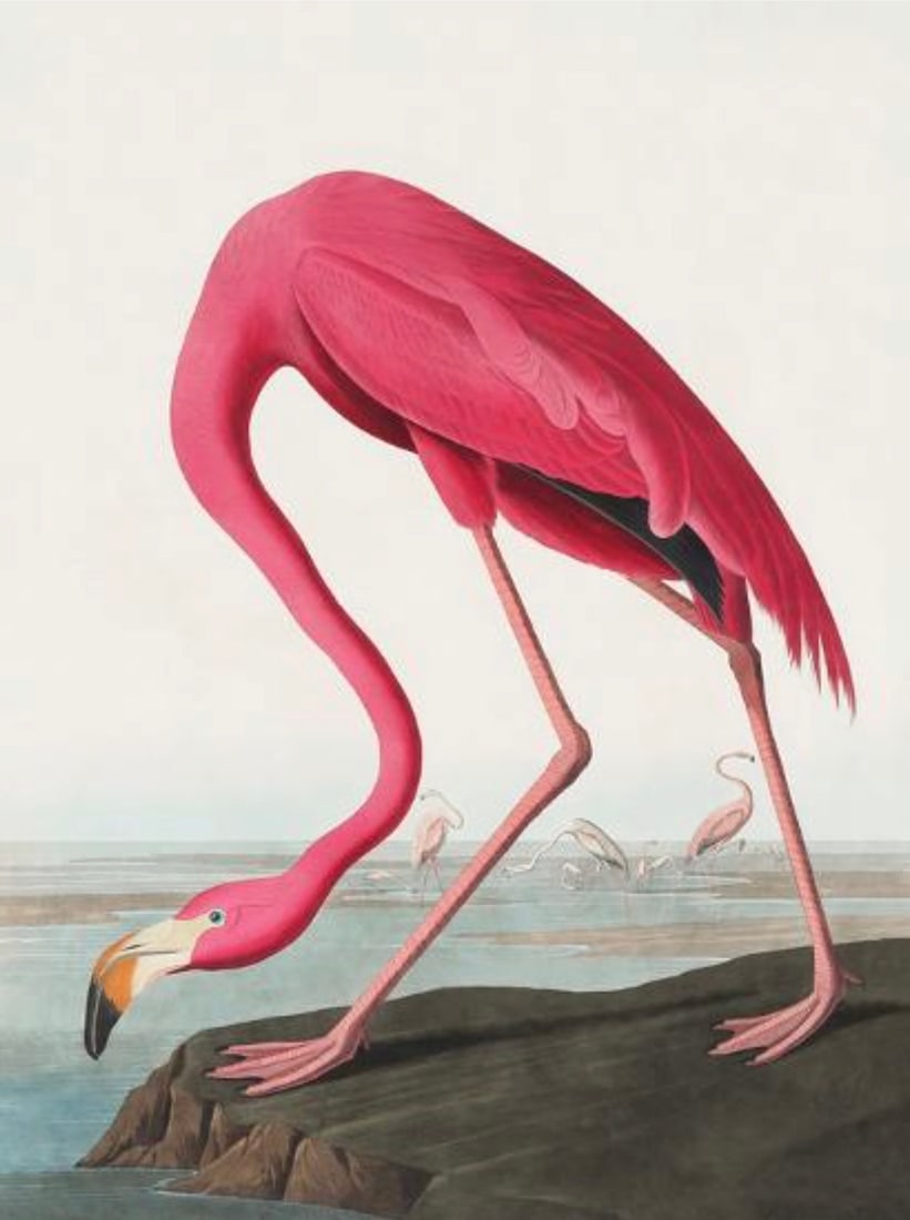 John James Audubon (American, 1785-1851) Print: John James Audubon (American, 1785-1851) Print. Pink Flamingo, Birds of America, "1827". 23.50 x 31.00 inches. Please be aware that all lots in our auctions are sold "AS IS," in accordance with the Te