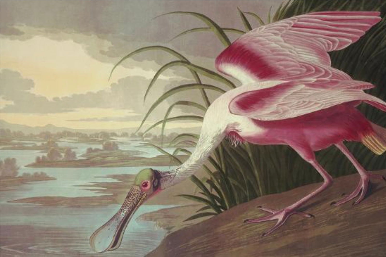 John James Audubon (American, 1785-1851) Print (1 of 3)