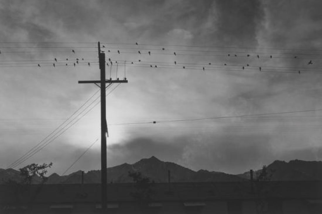 Ansel Adams (American, 1902-1984) Print: Ansel Adams (American, 1902-1984) Print. Birds on Wire Print. 17.75 x 11.75 inches. Please be aware that all lots in our auctions are sold "AS IS," in accordance with the Terms & Conditions of the Auc