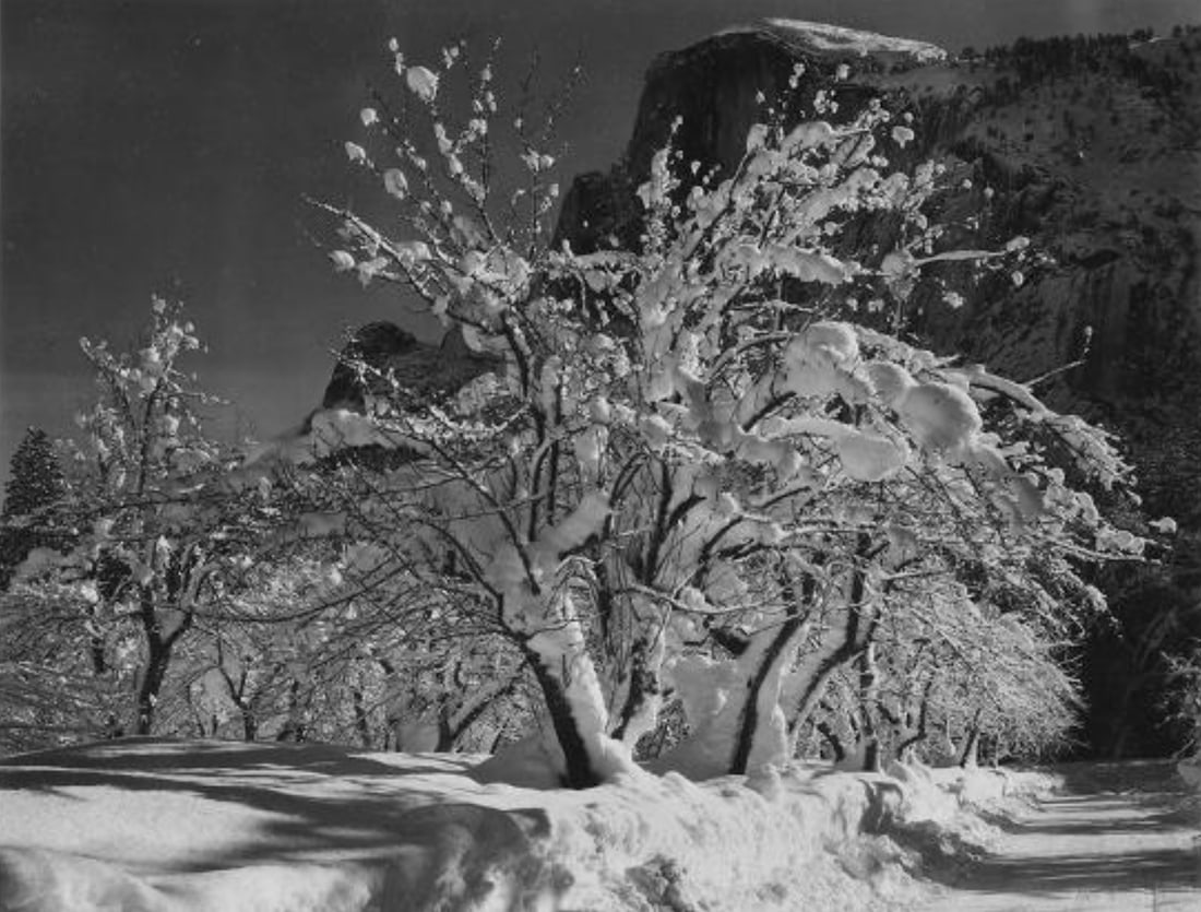 Ansel Adams (American, 1902-1984) Print: Ansel Adams (American, 1902-1984) Print. Trees With Snow on Branches Print. 31.50 x 23.75 inches. Please be aware that all lots in our auctions are sold "AS IS," in accordance with the Terms & Conditi