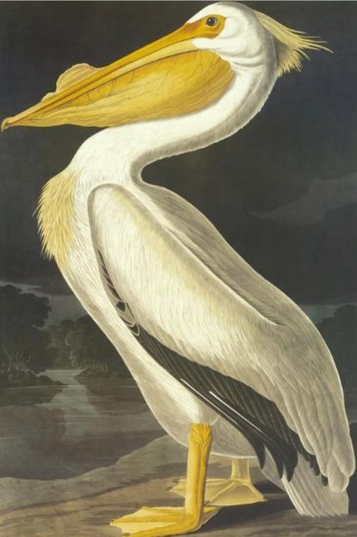 John James Audubon (American, 1785-1851) Print: John James Audubon (American, 1785-1851) Print. White Pelican. 11.75 x 17.75 inches. Please be aware that all lots in our auctions are sold "AS IS," in accordance with the Terms & Conditions of the Au