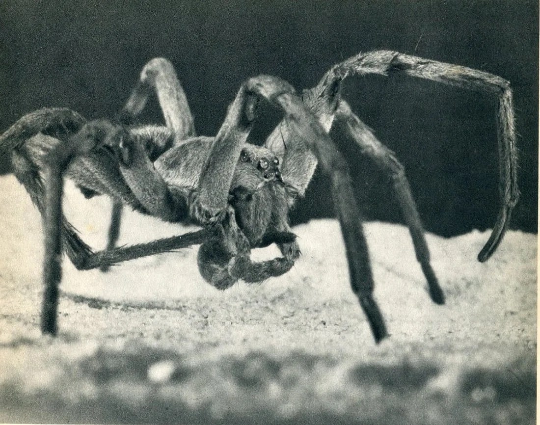 James M. Leonard Print: James M. Leonard Print. Wolf Spider. Printed in 1936, USA. 8.50 x 6.00 inches. Please be aware that all lots in our auctions are sold "AS IS," in accordance with the Terms & Conditions of the Auction.