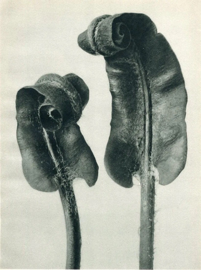Karl Blossfeldt (German, 1865-1932) Print: Karl Blossfeldt (German, 1865-1932) Print. Hart s'tongue Fern (young). Printed in 1936, Ernst Wasmuth, Germany. 7.00 x 10.00 inches. Please be aware that all lots in our auctions are sold "AS IS," in