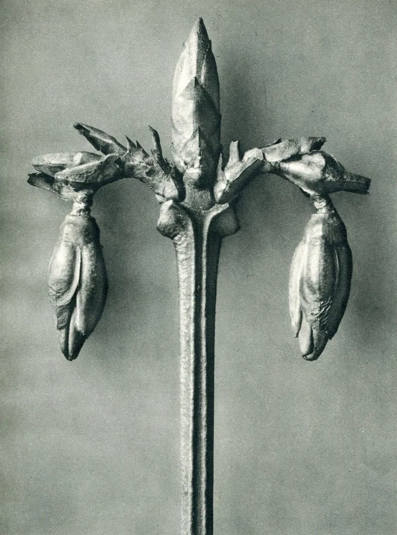 Karl Blossfeldt (German, 1865-1932) Print: Karl Blossfeldt (German, 1865-1932) Print. Japanese Golden-Ball Tree. Printed in 1936, Ernst Wasmuth, Germany. 7.00 x 10.00 inches. Please be aware that all lots in our auctions are sold "AS IS," in a