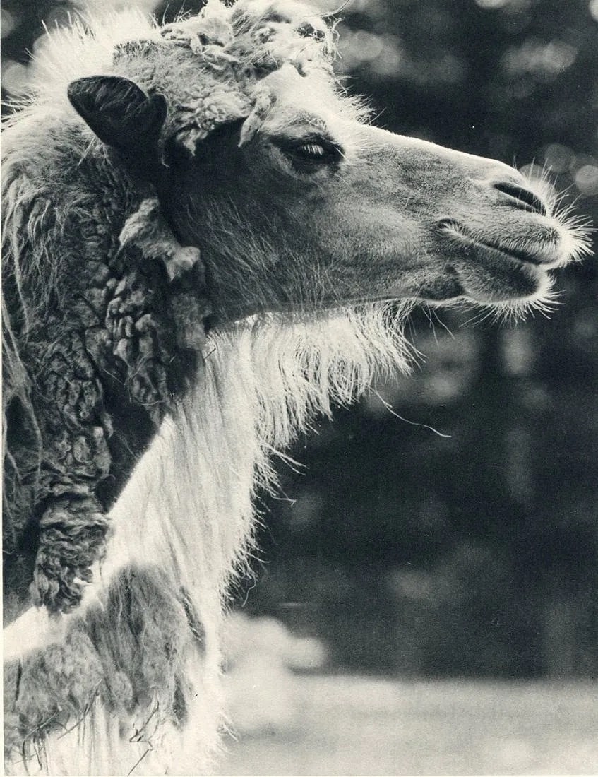 Julius Arnfeld (Austrian, 1898-1972) Print: Julius Arnfeld (Austrian, 1898-1972) Print. Chameau sur le point de Blatzer. Printed in 1935, France. 7.00 x 9.00 inches. Please be aware that all lots in our auctions are sold "AS IS," in accordance