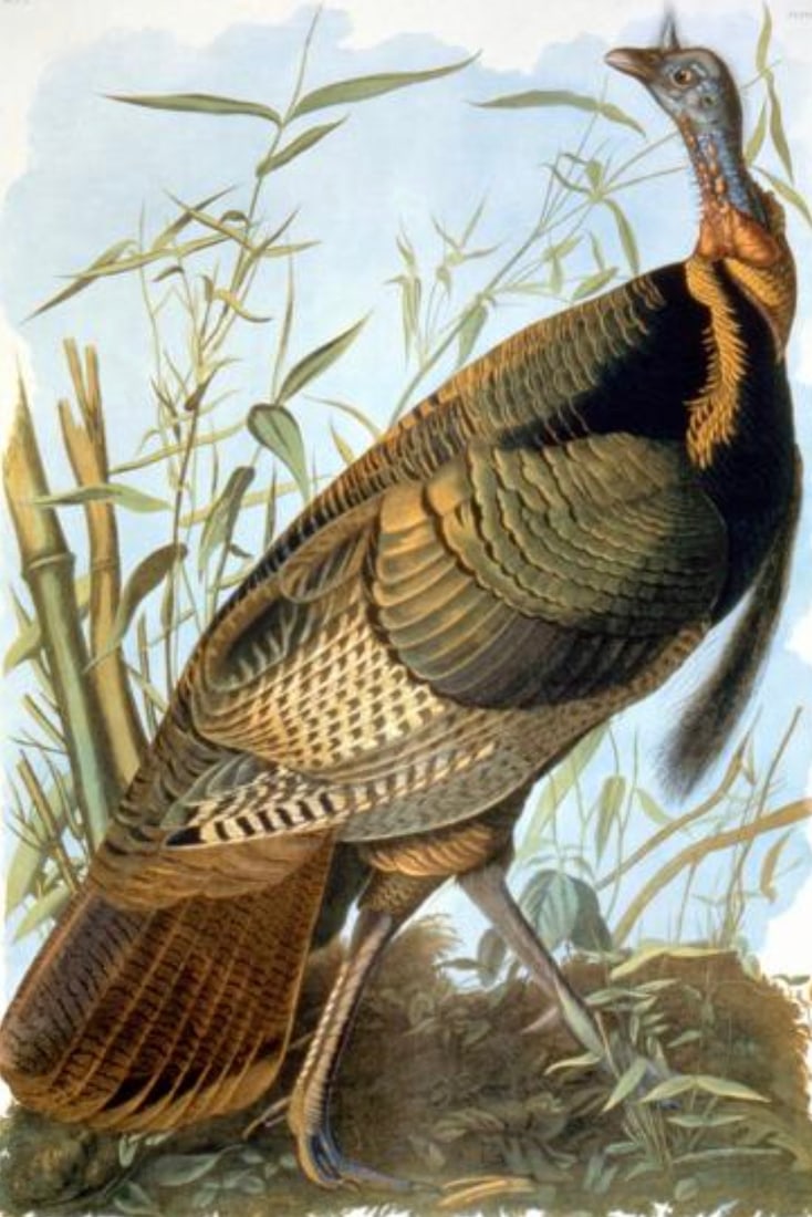John James Audubon (American, 1785-1851) Print: John James Audubon (American, 1785-1851) Print. Wild Turkey. 11.50 x 17.00 inches. Please be aware that all lots in our auctions are sold "AS IS," in accordance with the Terms & Conditions of the Auct