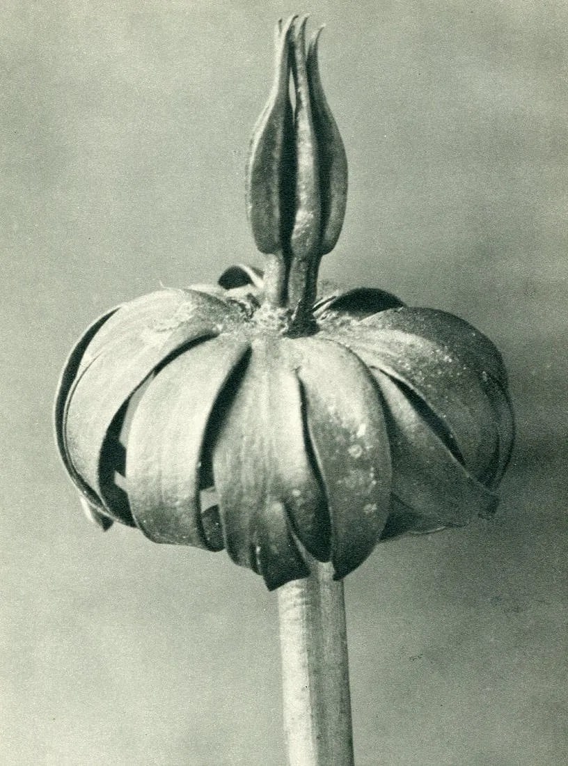 Karl Blossfeldt (German, 1865-1932) Print (1 of 1)