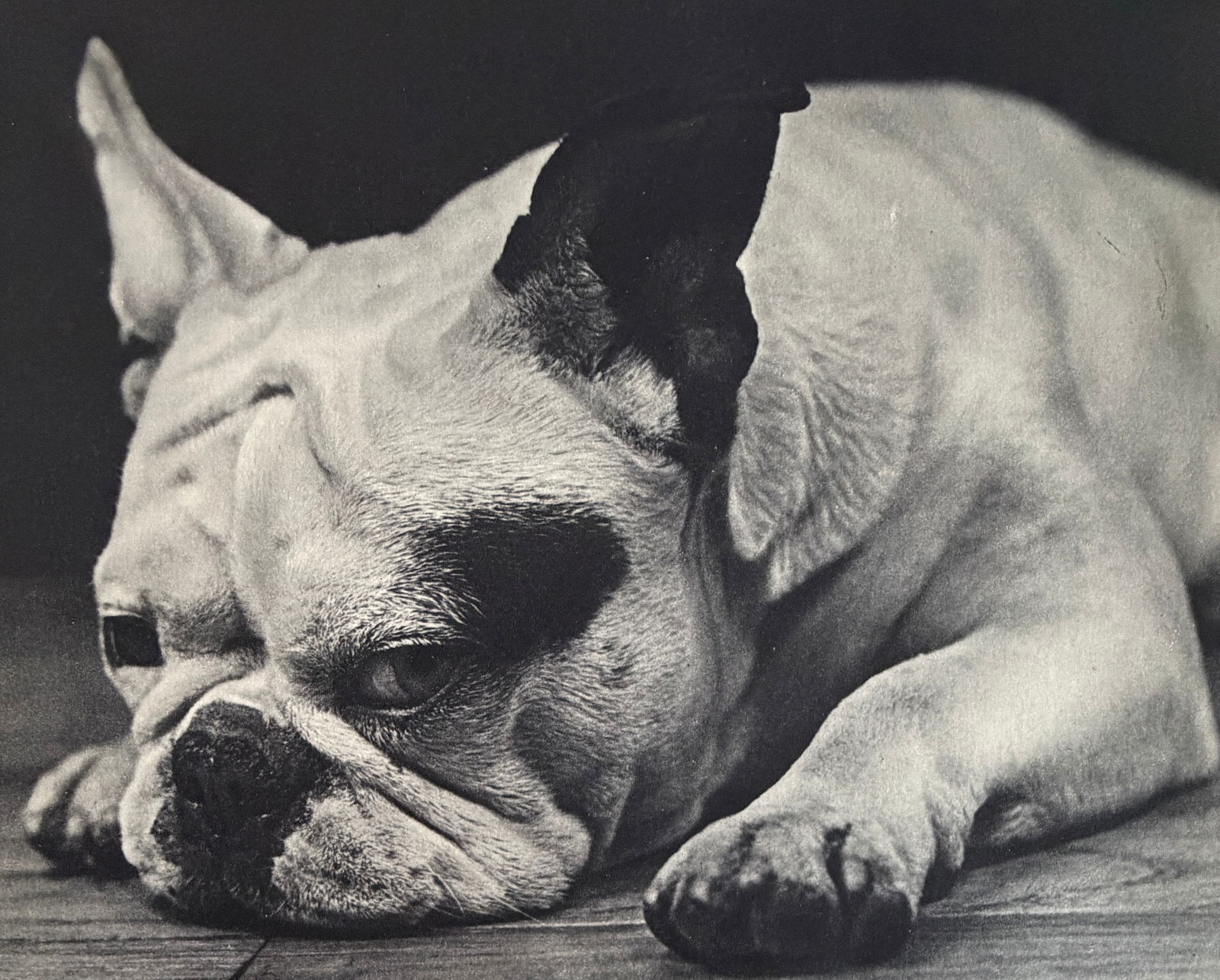 Ylla (Hungarian,1911-1955) Print: Ylla (Hungarian,1911-1955) Print. Chien. Printed in France, 1939. 8.75 x 7.00 inches. Please be aware that all lots in our auctions are sold "AS IS," in accordance with the Terms & Conditions of the