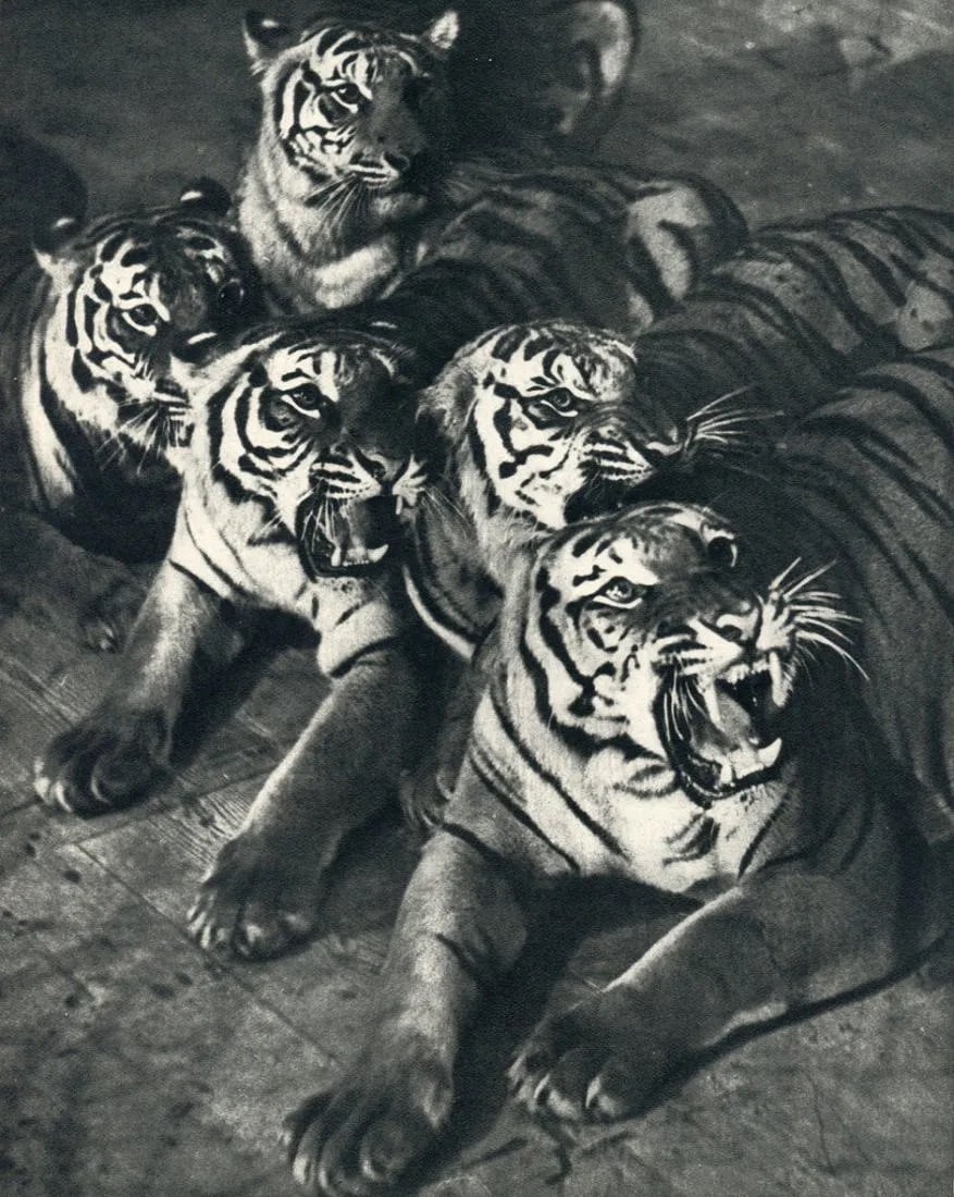 Martin Munkacsi (Hungarian-American, 1896-1963) Print: Martin Munkacsi (Hungarian-American, 1896-1963) Print. Tigers. Printed in 1934. 6.00 x 8.00 inches. Please be aware that all lots in our auctions are sold "AS IS," in accordance with the Terms &